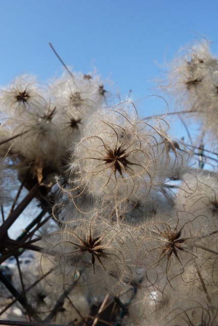 Clematis vitalba graine